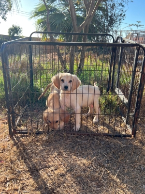 Golden retriever 🔥