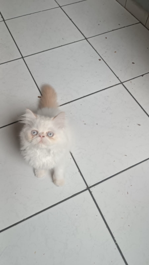 Chaton persan