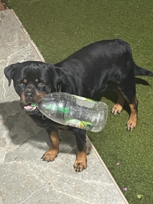 Chien rottweiler