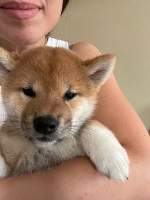 Shiba Inu Pédigrée Pure Race