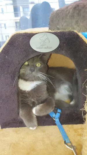 Nebelung a adopter