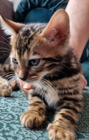 Chatons Bengal à vendre