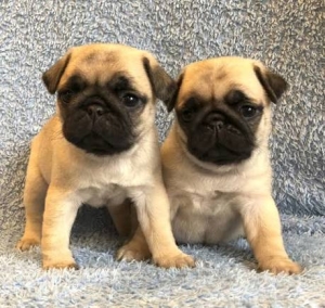 Magnifique chiot carlin male femelle