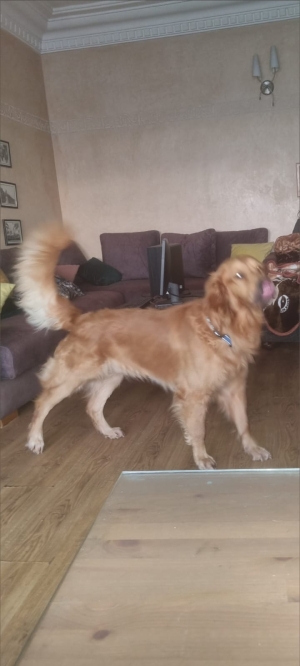 Golden retriever