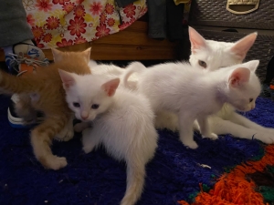 3 chats angora turkey