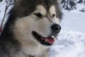 Malamute de l'Alaska