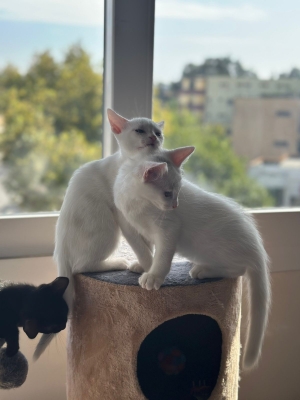 Chaton angora