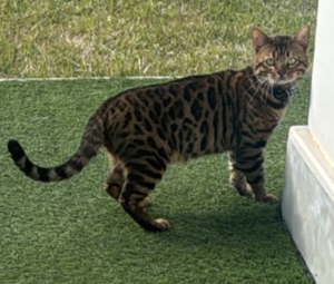 Chat bengal mâle