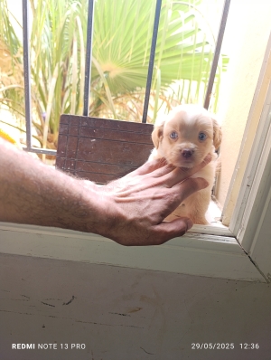 Chiot kokoni mâle