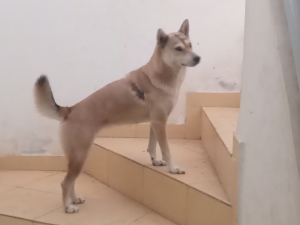 Jindo coreen