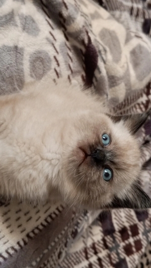 Himalayan persian