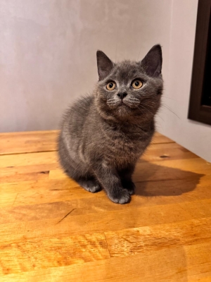 British shorthair