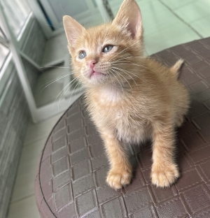 Ginger à adopter sur Casablanca