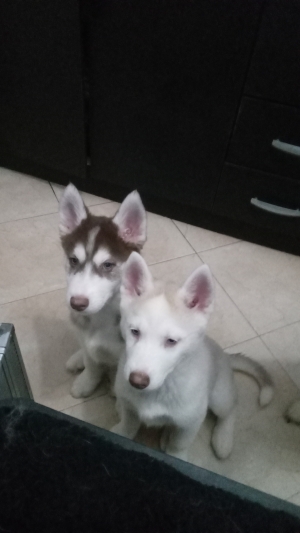 husky siberiano