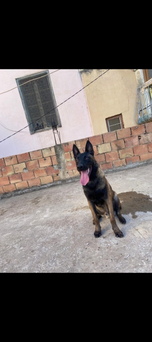 Bergé Malinois