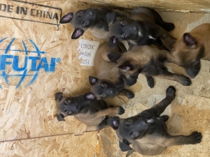 chiots Malinois en parfaite santé, issus d'une lignée exceptionnelle.