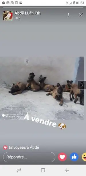 Des chiens malinois