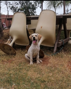 Labrador 👑