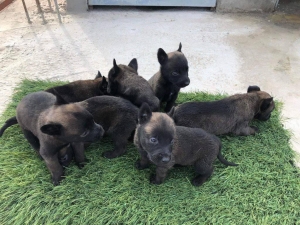 Chiots malinois charbonnee