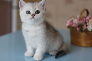 Scottish shorthair blue silver as