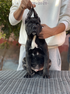 Chiot cane corso