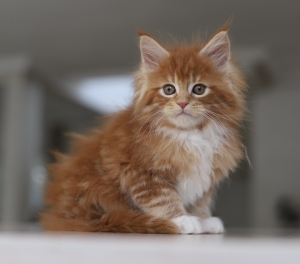 Red/ red silver / red smoke maine coons pedigree