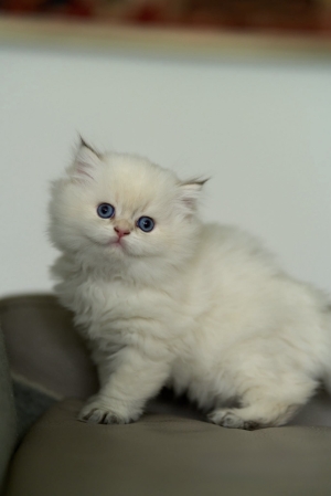 Chaton British long hair