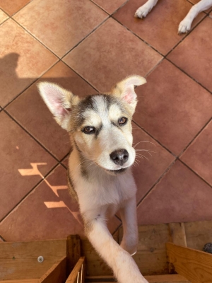 Adorable Chiot Croisé Husky & Chien de Chasse Italien