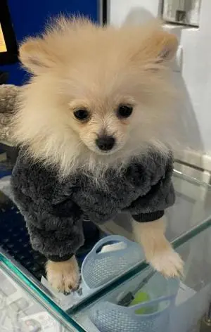 Lou lou pomeranian