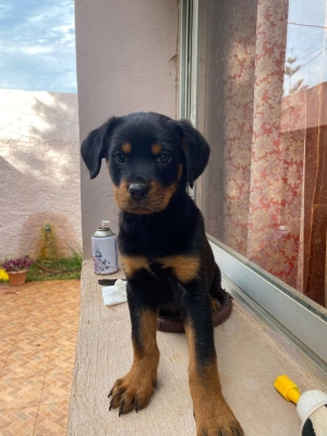 Femelle Rottweiler 2 mois