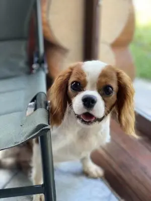 Cavalier king charles