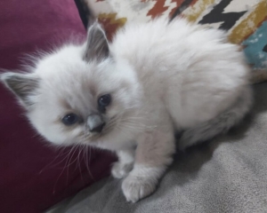 Chaton himalayenne