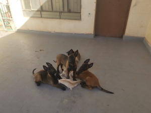 3 femelles Chiots Malinois de Lignée Prestige