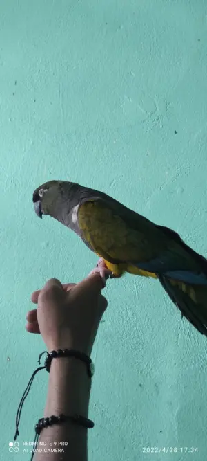 Conure de patagonie