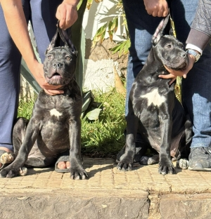 Femelles cane corso (pedigree)