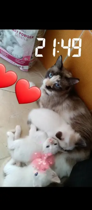 cèder ma chate et ses chatons