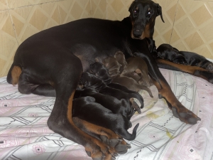 Chiots doberman