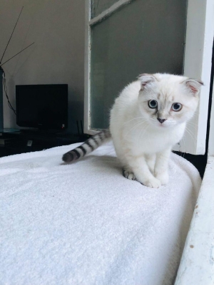 Scotland Scottish Fold white F