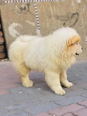 Chow-chow femelle et mâle