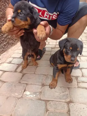 Chiens Rottweiller