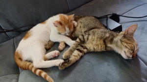 Deux chats mâles pour adopter