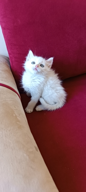 Chaton Angora