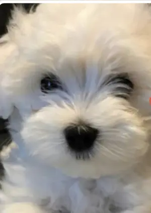 Bichon malté femelle