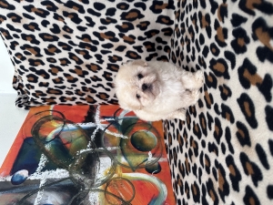 Canich shihtzu