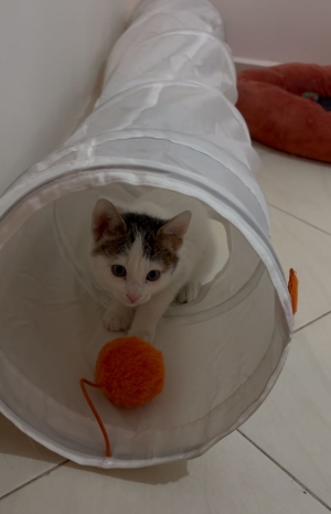 Chaton adorable prêt pour adoption