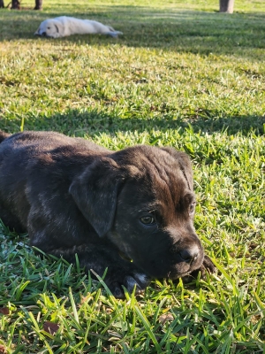 Chiots Cane Corso/ Golden Retriever / Labrador