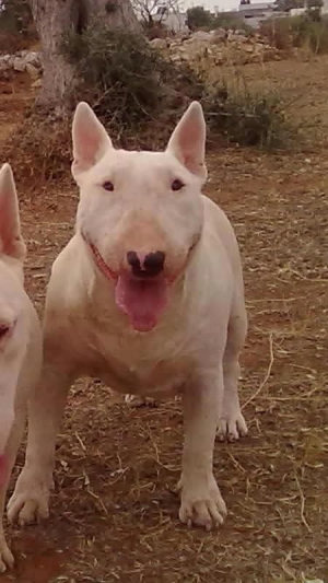 male femelle Bull terrier