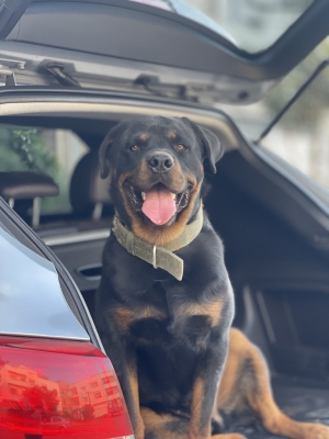 Rottweiler male pure race