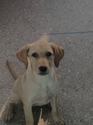 Labrador golden