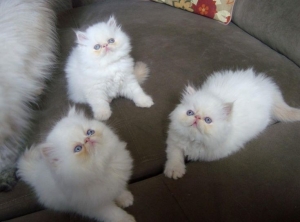 Chatons persan